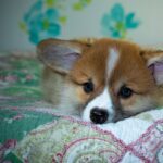 Reddybook: Revolutionizing Digital Publishing and How Laser247 Complements Modern Content Creation