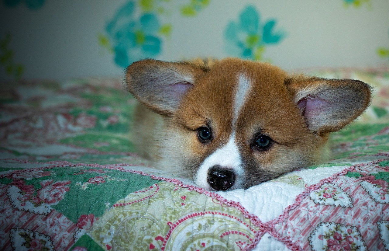 Reddybook: Revolutionizing Digital Publishing and How Laser247 Complements Modern Content Creation